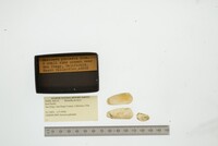 Hiatella arctica image