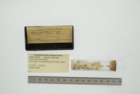 Lyonsia californica image
