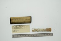 Lyonsia californica image