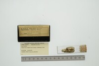 Hiatella arctica image