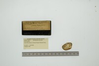Entodesma navicula image