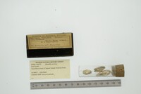 Hiatella arctica image