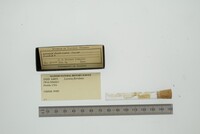 Lyonsia floridana image