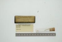 Pleuromeris tridentata image