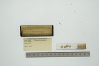 Pleuromeris tridentata image