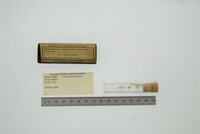 Media resource of Crassinella lunulata