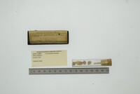 Crassinella lunulata image