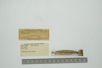 Ensis directus image
