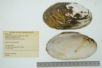 Lampsilis siliquoidea image