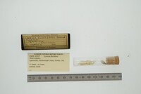 Lyonsia floridana image