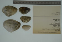 Epioblasma triquetra image