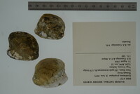Epioblasma propinqua image