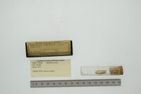 Hiatella arctica image