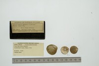Cyclocardia borealis image