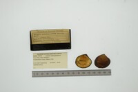 Media resource of Astarte subaequilatera