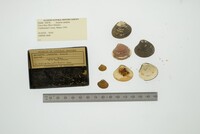 Media resource of Astarte undata