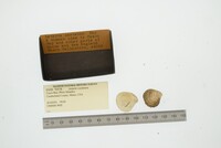 Astarte castanea image