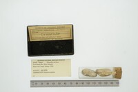 Hiatella arctica image