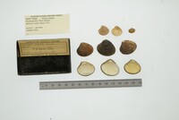 Astarte undata image