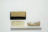 Hiatella arctica image