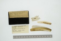 Ensis directus image