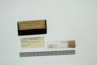 Media resource of Periploma leanum