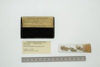 Hiatella arctica image