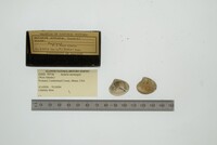 Astarte montagui image