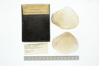 Media resource of Thracia conradi