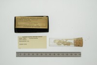 Media resource of Lyonsia hyalina