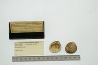 Cyclocardia borealis image