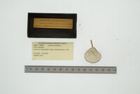 Astarte castanea image