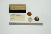 Astarte castanea image