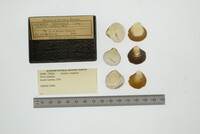 Astarte castanea image