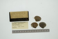 Astarte elliptica image