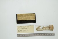 Hiatella arctica image