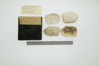 Media resource of Panomya ampla