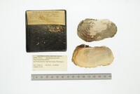 Entodesma navicula image