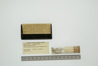 Pandora filosa image