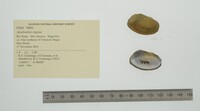 Anodontites trigona image