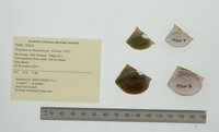 Prisodon syrmatophorus image