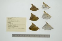 Prisodon syrmatophorus image