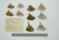 Prisodon syrmatophorus image