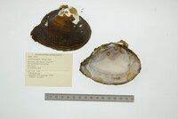 Callonaia duprei image