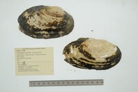 Anodontites trapesialis image