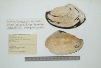 Leila blainvilliana image