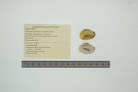 Triplodon corrugatus image