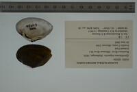 Epioblasma triquetra image