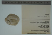 Epioblasma torulosa image