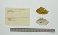Prisodon obliquus image